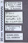 Etiketten zu Athous zanettii (NHMW-ZOO-COL-0008559)